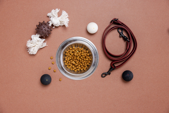 動物病院のしつけ相談｜選び方とポイント