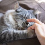 猫が急に甘えるのは病気？理由や動物病院に行った方がよいケースを解説