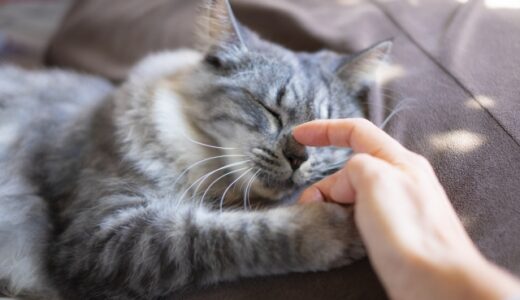 猫が急に甘えるのは病気？理由や動物病院に行った方がよいケースを解説