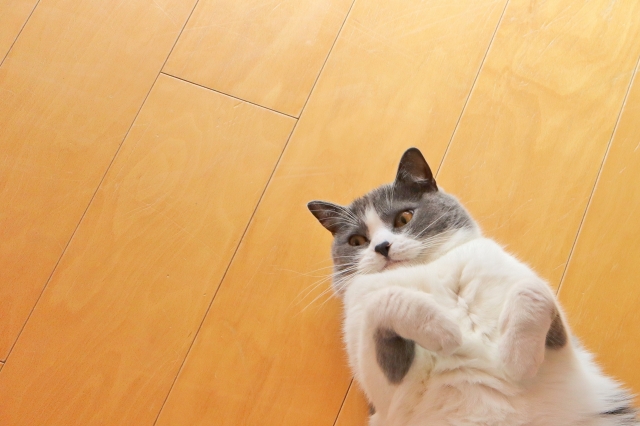 猫が急に甘えるようになる理由