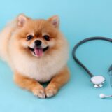 動物病院の選び方で後悔しないために｜飼い主が知っておくべき4つの基準