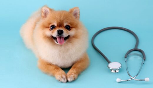 動物病院の選び方で後悔しないために｜飼い主が知っておくべき4つの基準