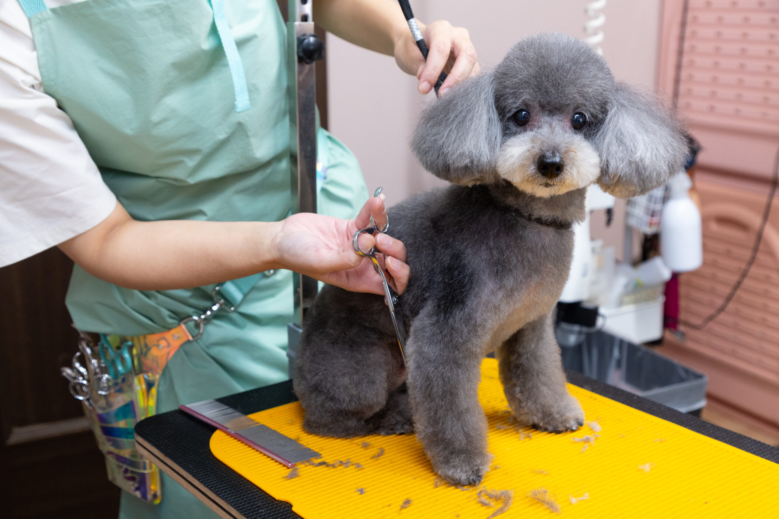 せじま動物病院photo