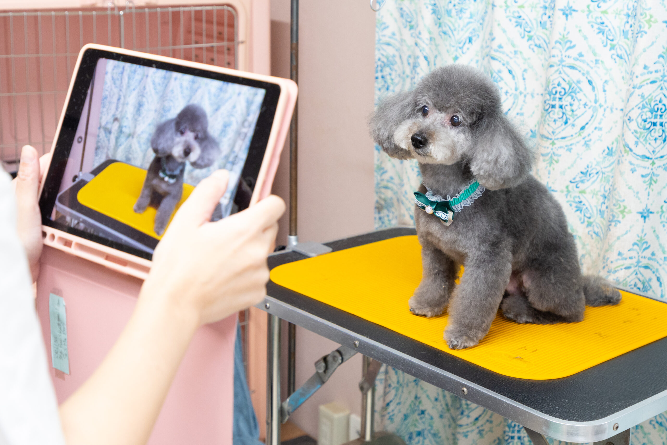 せじま動物病院photo