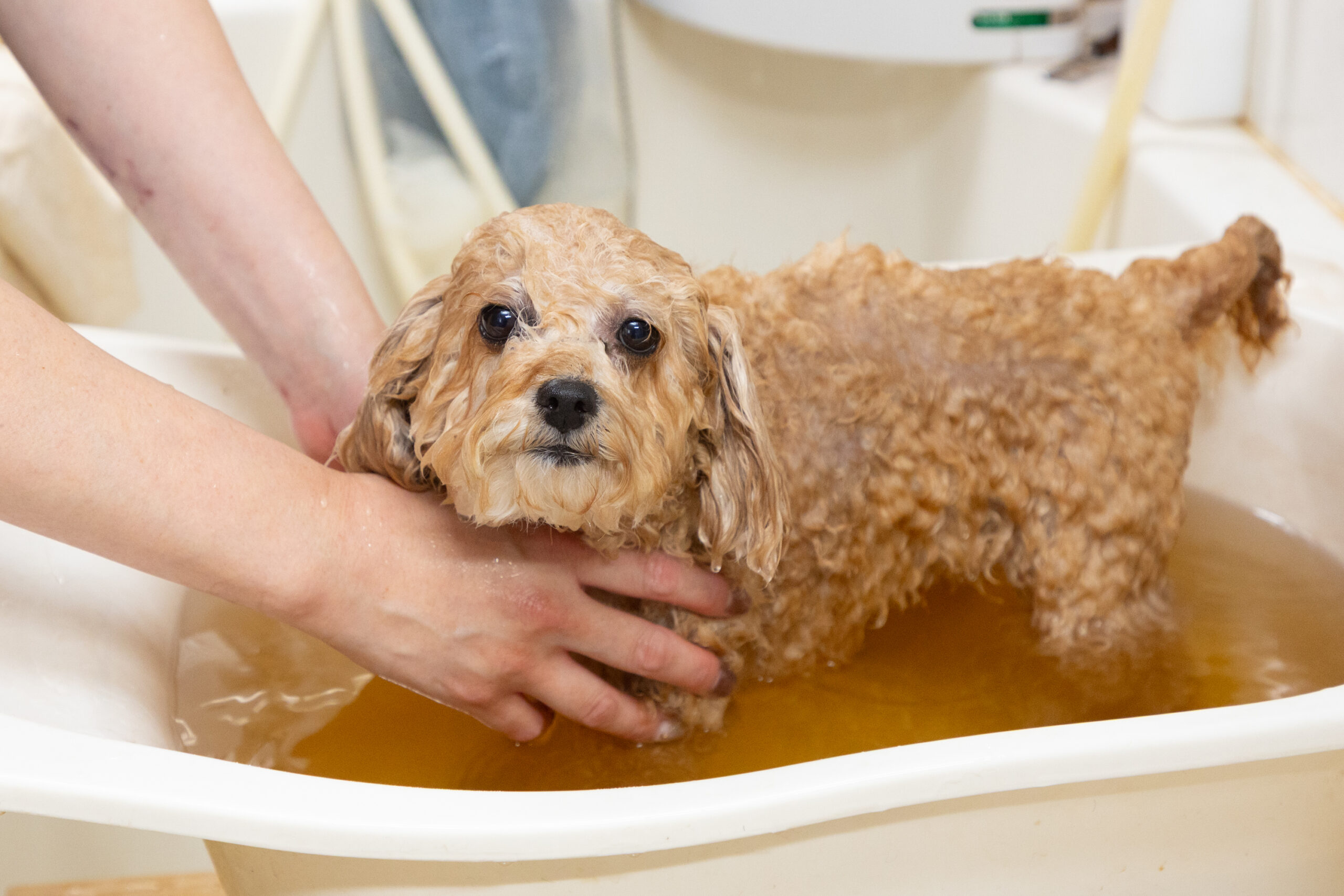 せじま動物病院photo