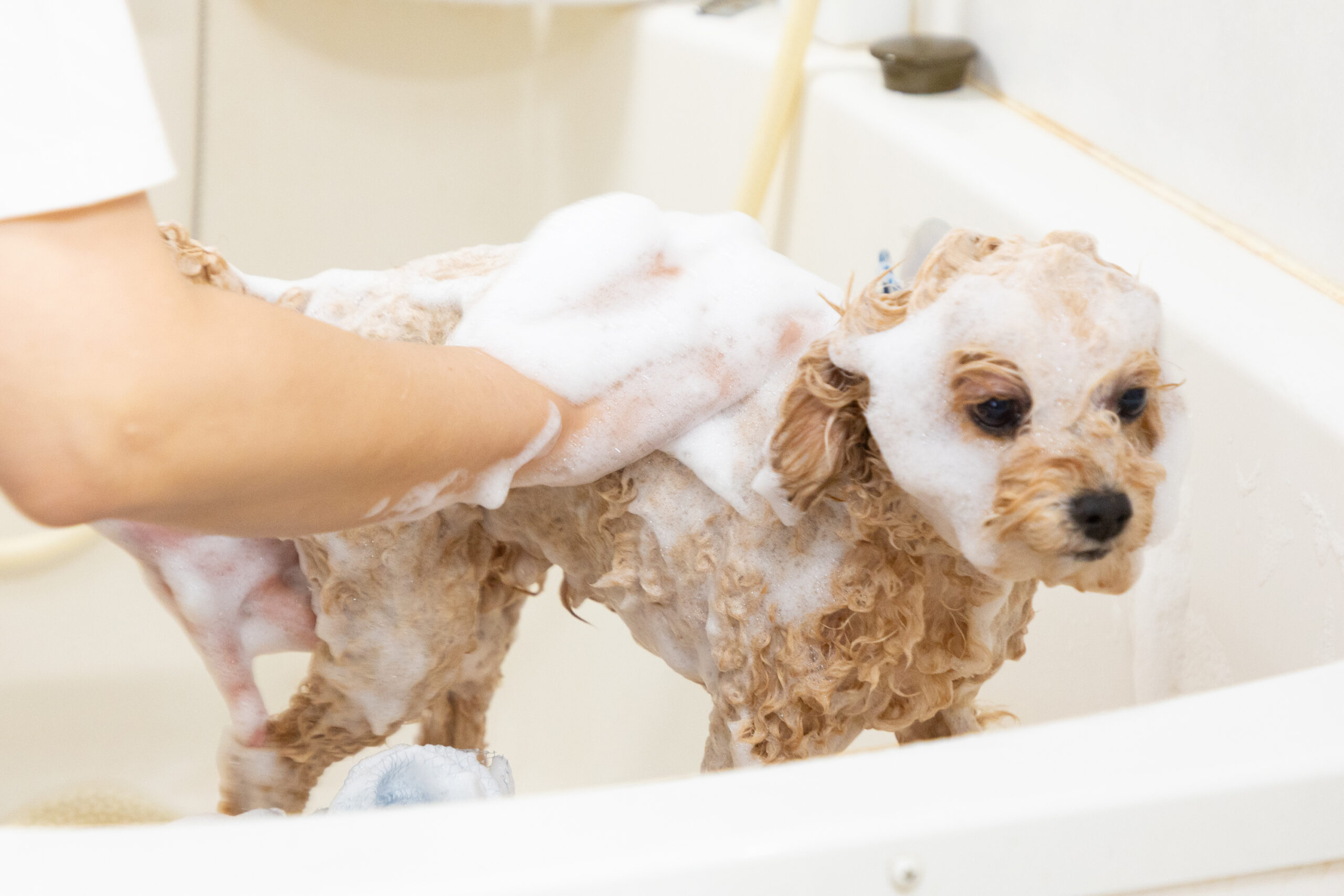 せじま動物病院photo
