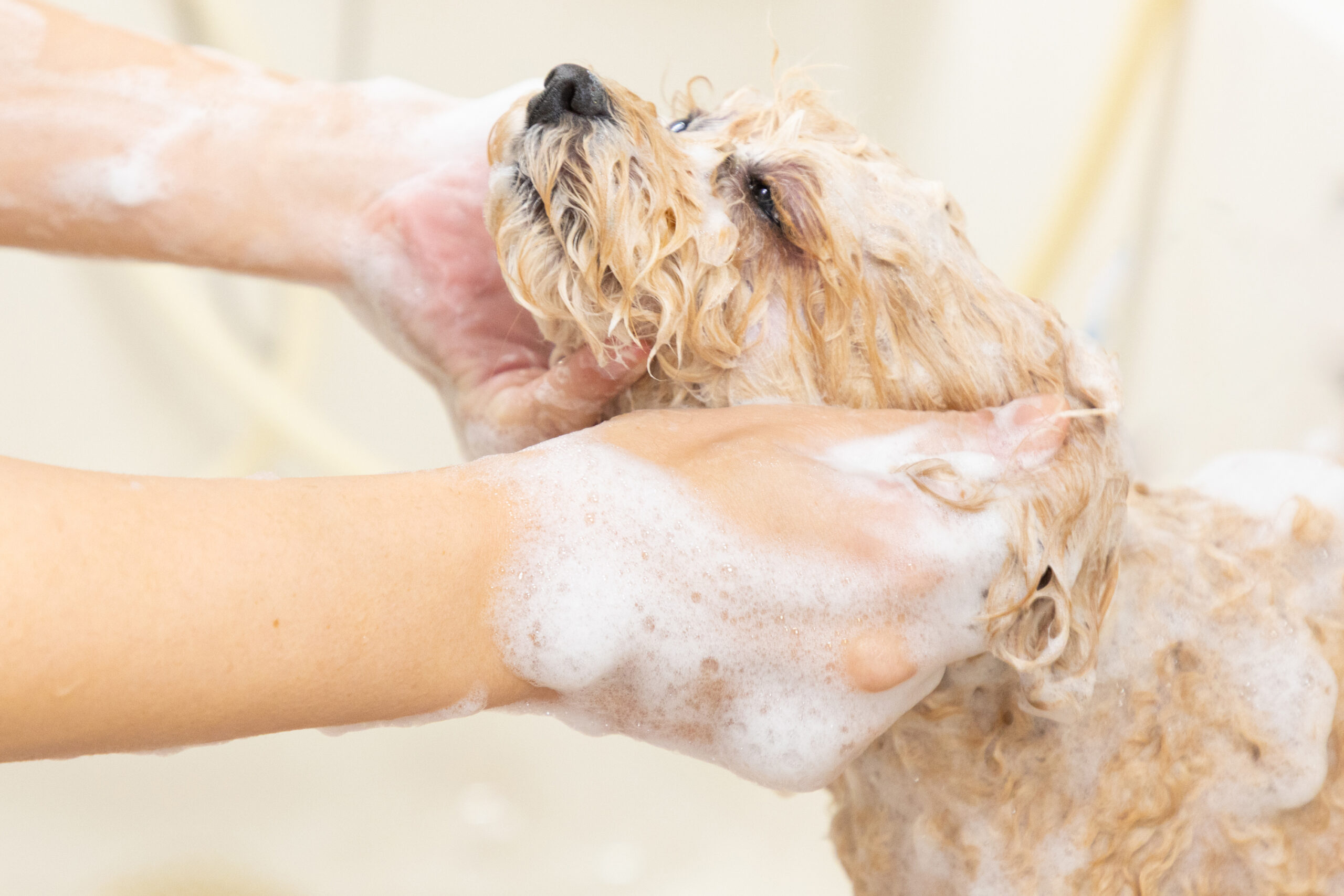 せじま動物病院photo
