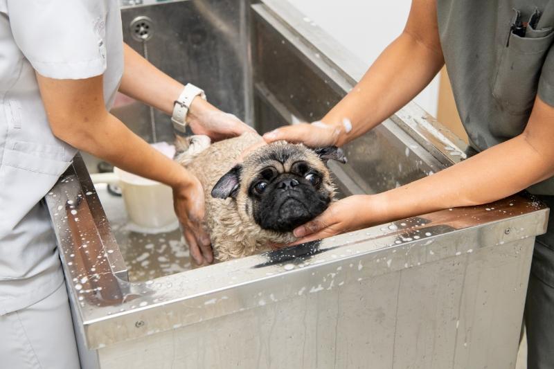 みたかマロン動物病院
