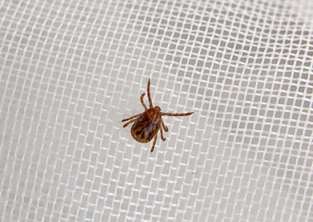 トリミング中にダニが見付かったときの対応