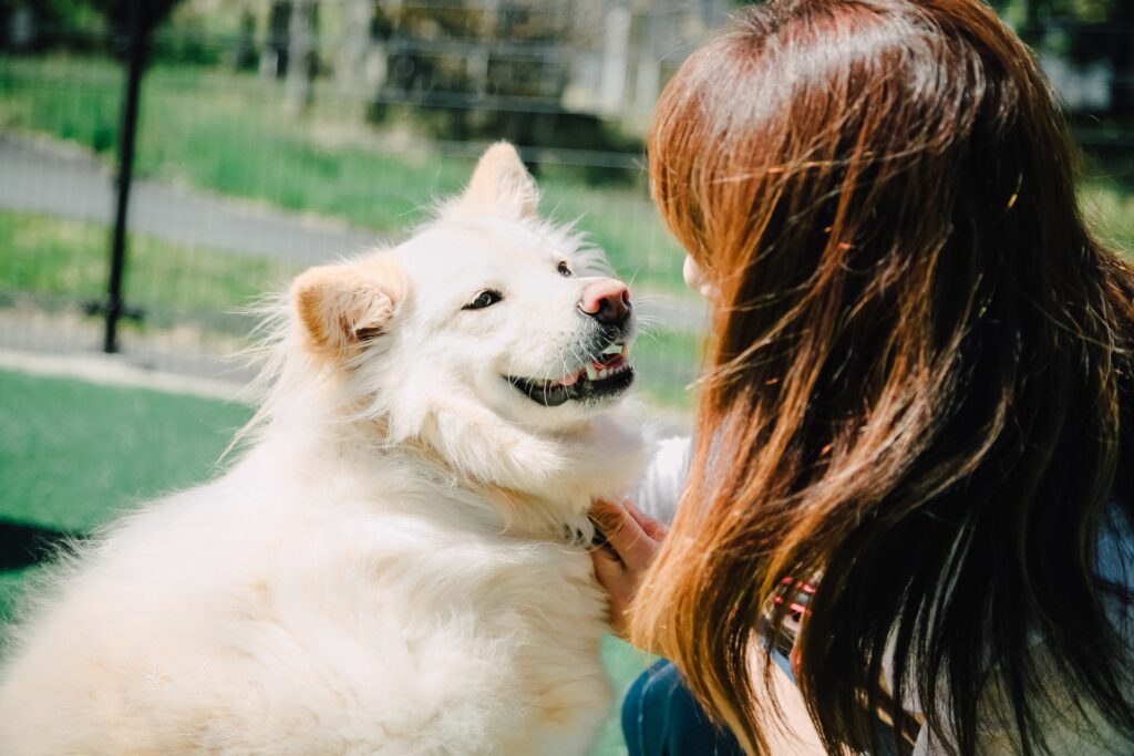 老犬の動物病院での診察について