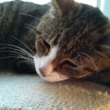 猫の造血剤は副作用がある？効果や必要になるケース、注意点などを解説