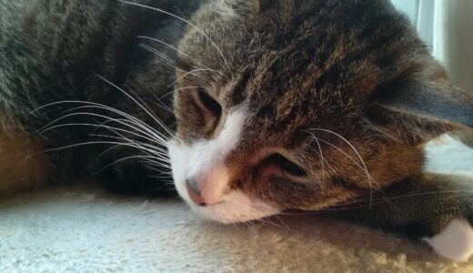 猫の造血剤は副作用がある？効果や必要になるケース、注意点などを解説