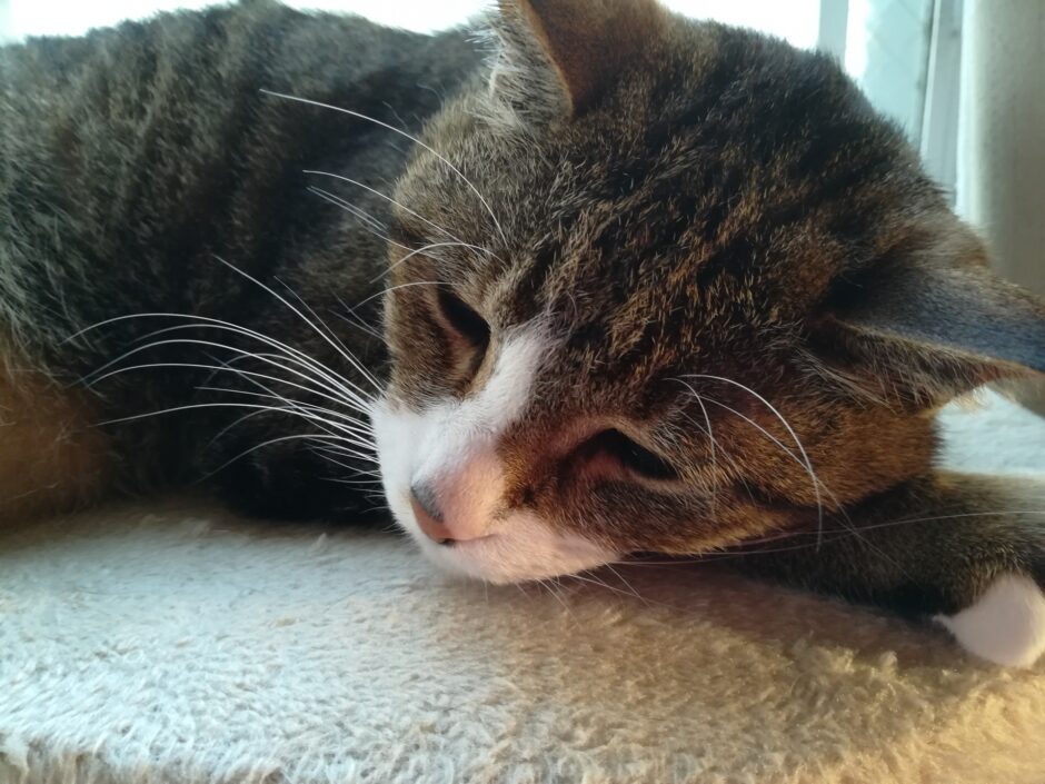 猫の造血剤は副作用がある？効果や必要になるケース、注意点などを解説