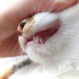 猫の前歯がない原因や影響は？動物病院での治療や自宅でのケア方法を解説します