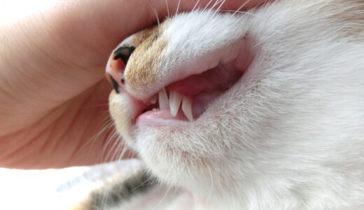 猫の前歯がない原因や影響は？動物病院での治療や自宅でのケア方法を解説します