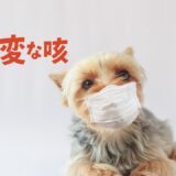 犬が変な咳をするときに考えられる原因や動物病院を受診すべきタイミングを解説！