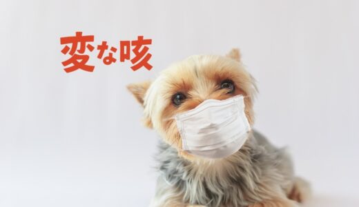 犬が変な咳をするときに考えられる原因や動物病院を受診すべきタイミングを解説！