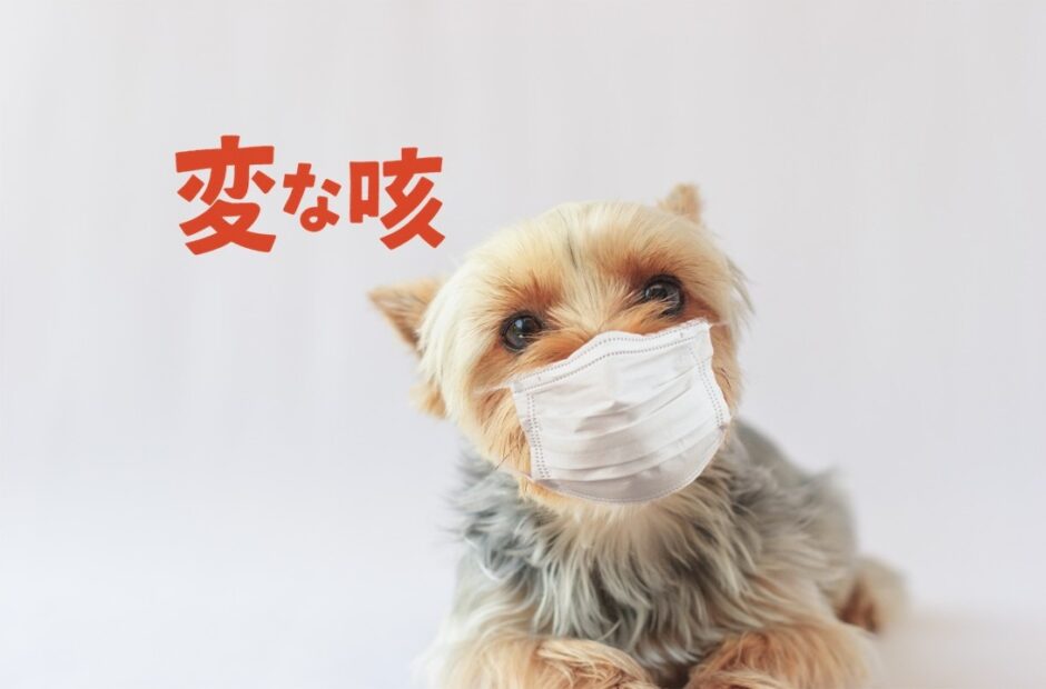 犬が変な咳をするときに考えられる原因や動物病院を受診すべきタイミングを解説！