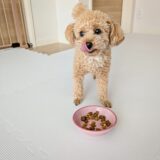 ペットホテルにご飯は持参すべき？食べ慣れたご飯を持ち込むメリットや注意点などを解説