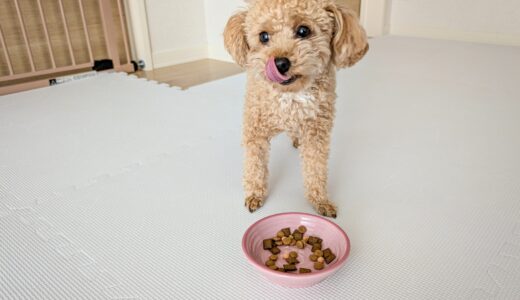 ペットホテルにご飯は持参すべき？食べ慣れたご飯を持ち込むメリットや注意点などを解説