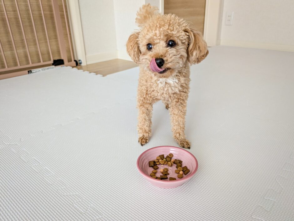 ペットホテルにご飯は持参すべき？食べ慣れたご飯を持ち込むメリットや注意点などを解説