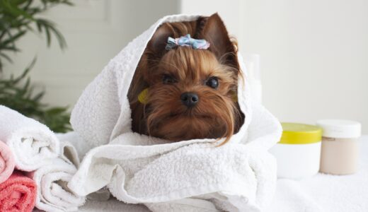 10歳以上のペットにトリミングは必要？サロン利用時の注意点や負担軽減のポイントとは