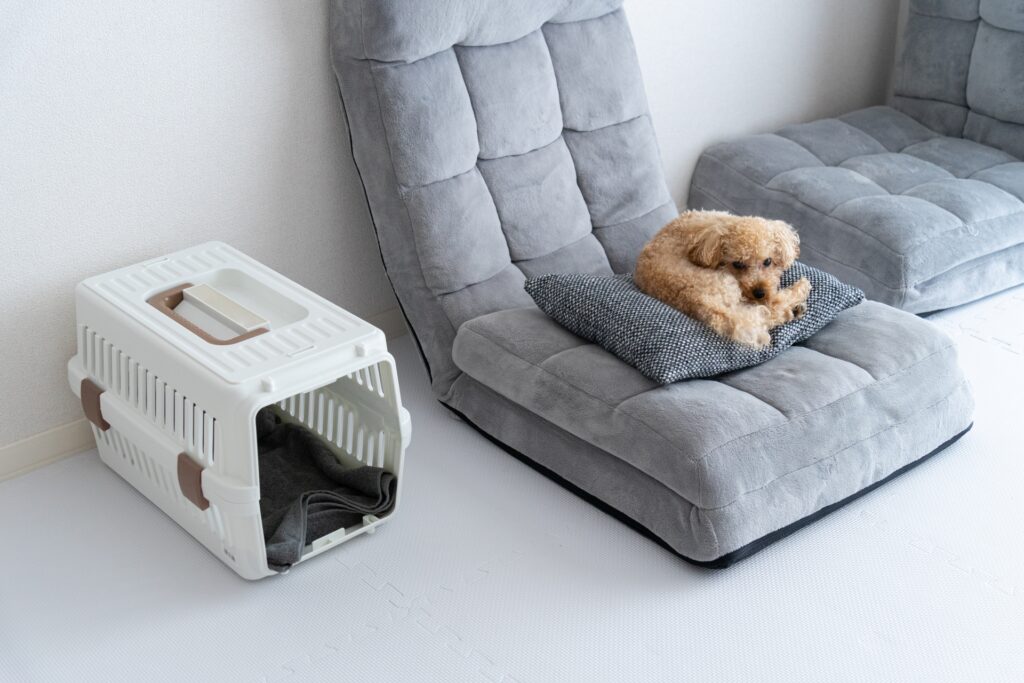 ソファで寝る犬