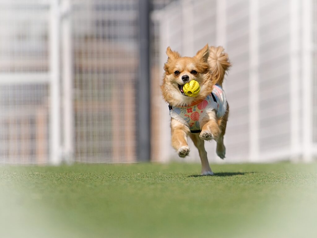 犬のしつけに適した時期とは