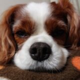 犬の僧帽弁閉鎖不全症とは？症状や原因、動物病院での治療方法を解説