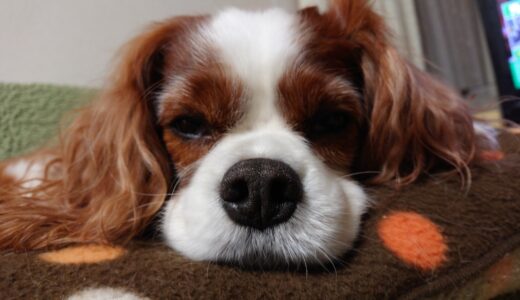 犬の僧帽弁閉鎖不全症とは？症状や原因、動物病院での治療方法を解説