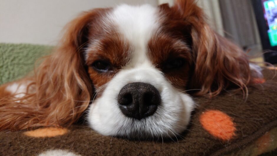 犬の僧帽弁閉鎖不全症とは？症状や原因、動物病院での治療方法を解説