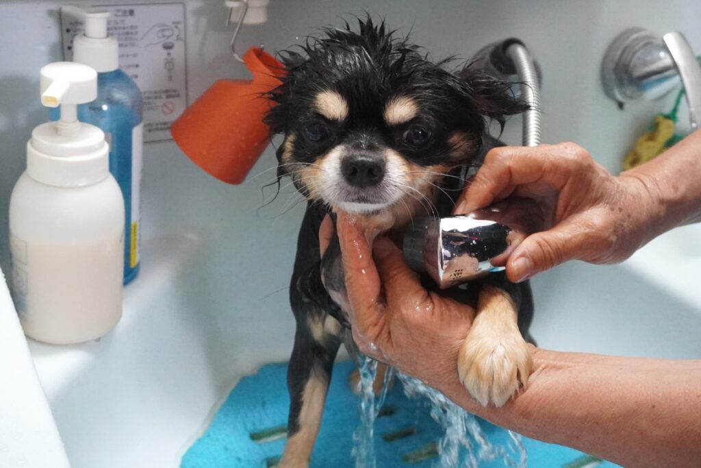 10歳以上のペットのトリミング