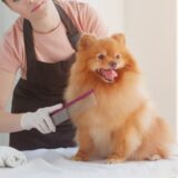 トリミングサロン利用前のダニ予防の重要性や対応方法をわかりやすく解説