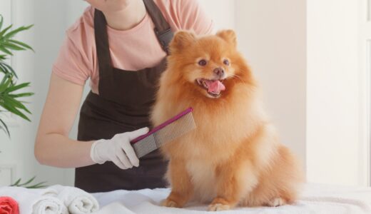 トリミングサロン利用前のダニ予防の重要性や対応方法をわかりやすく解説