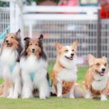 2歳からしつけ教室に通っても遅い？成犬がしつけ教室に通うメリットや注意点とは