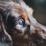 動物病院に老犬を連れていく際に確認すべきことや必要な準備、注意点を解説！