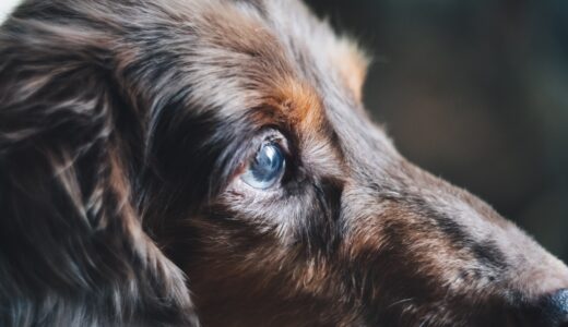 動物病院に老犬を連れていく際に確認すべきことや必要な準備、注意点を解説！