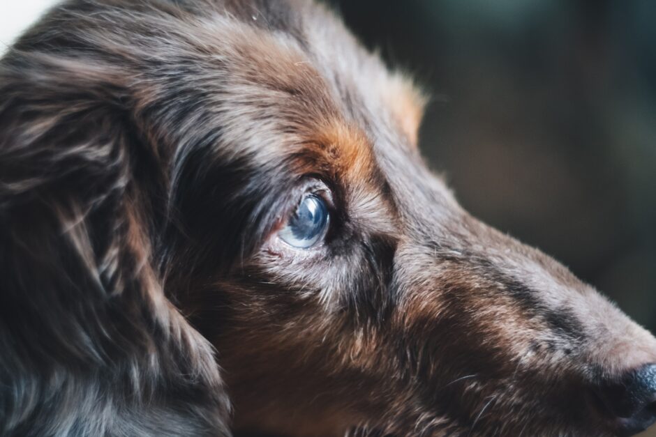 動物病院に老犬を連れていく際に確認すべきことや必要な準備、注意点を解説！