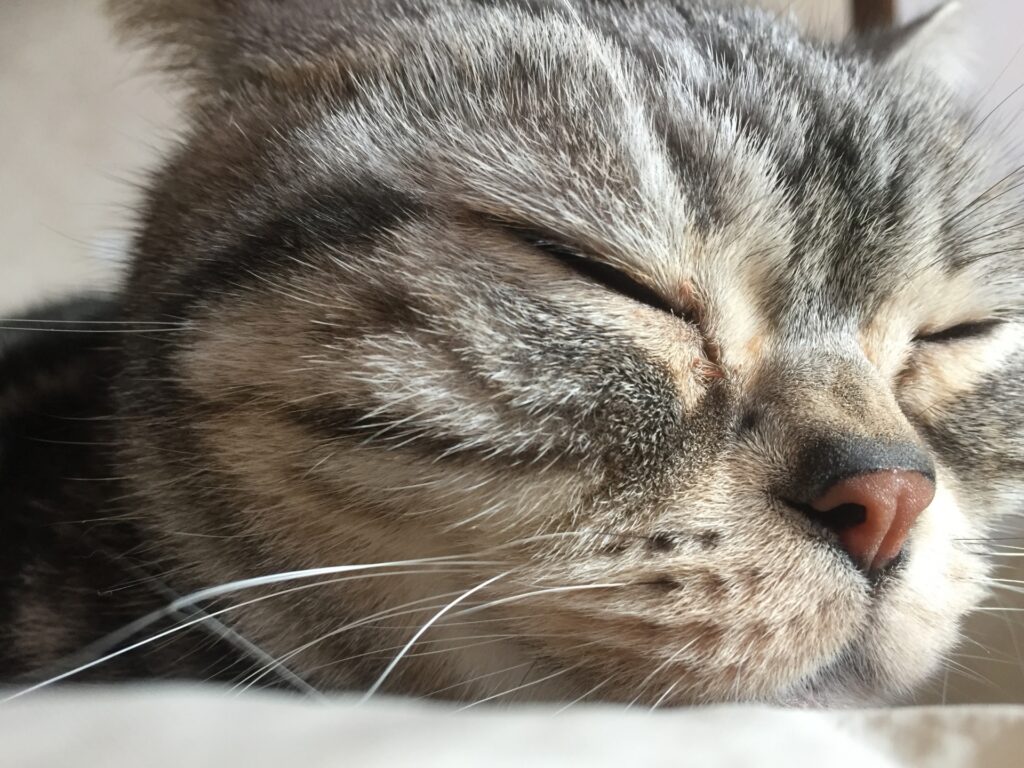 猫の造血剤による副作用とその対処法