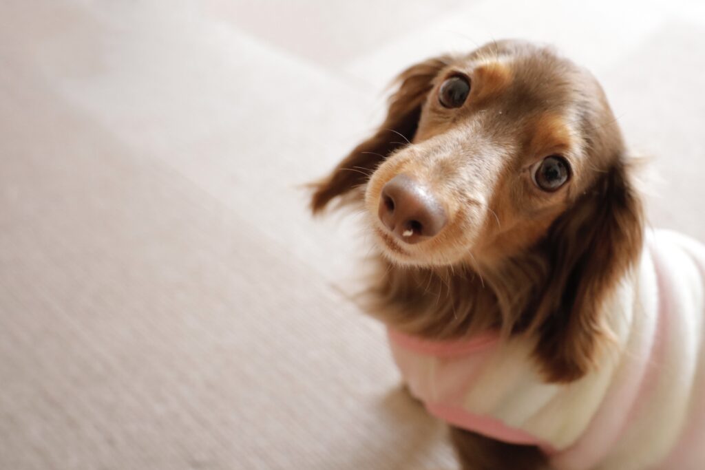 犬が変な咳をする原因