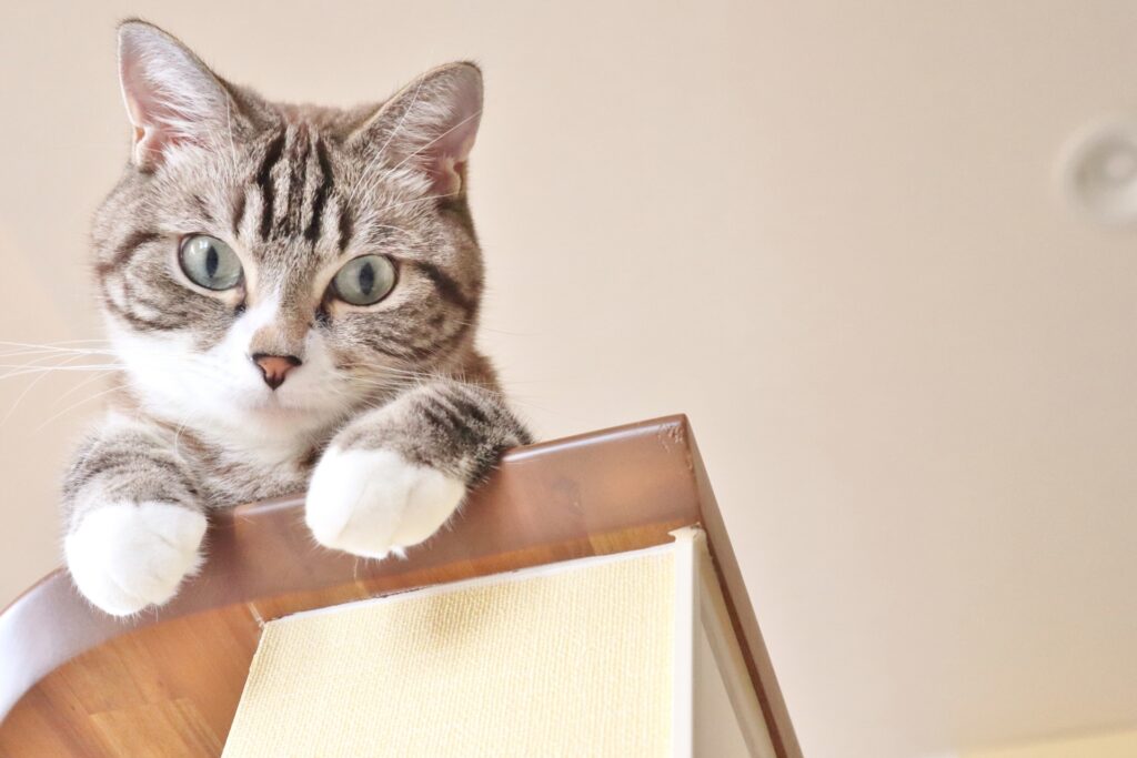 上から覗く猫