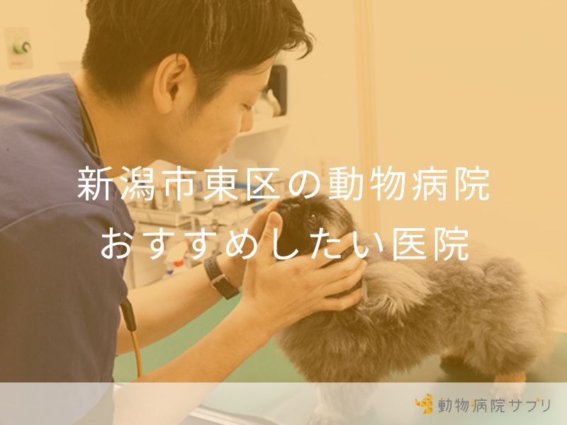 新潟市東区の動物病院 おすすめしたい医院