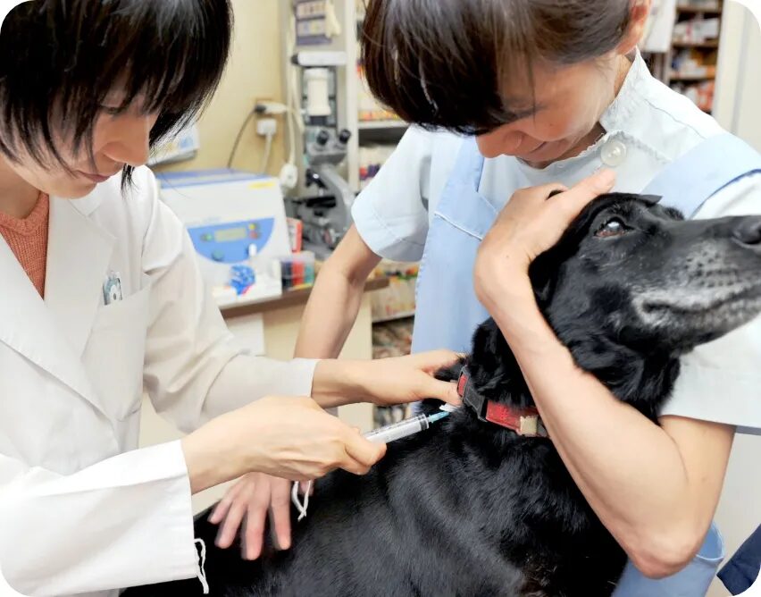 ハシモト動物病院photo