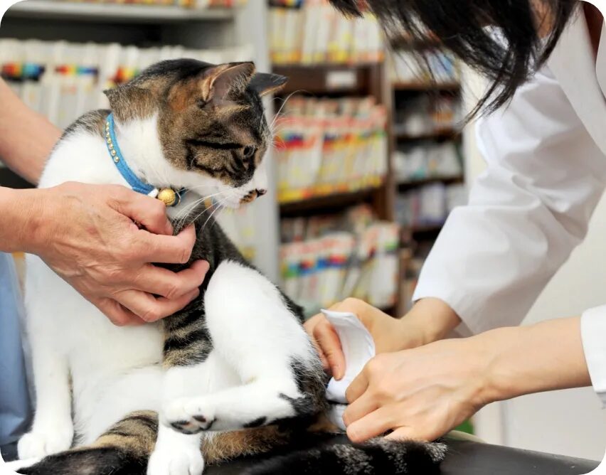 ハシモト動物病院photo