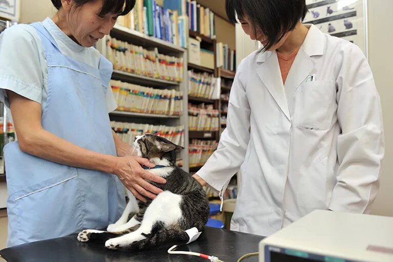 ハシモト動物病院photo