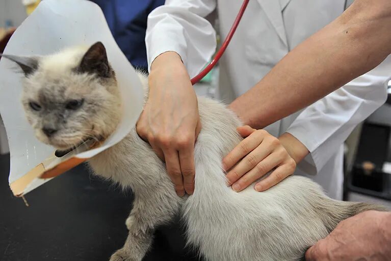 ハシモト動物病院photo