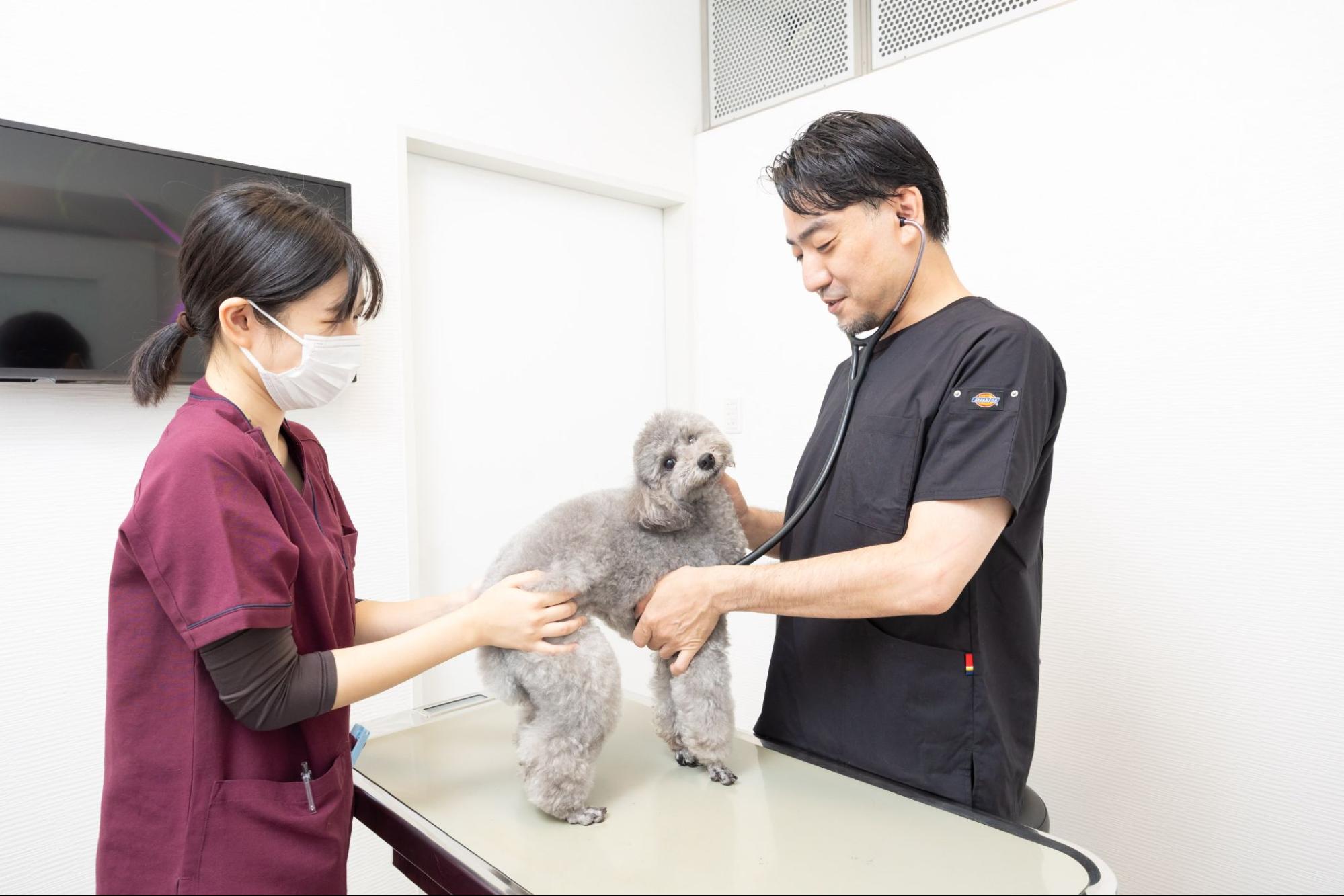 クウ動物内視鏡医療センターphoto
