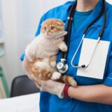 動物病院にある検査機器の種類｜検査費用や準備内容、アフターフォローについても解説