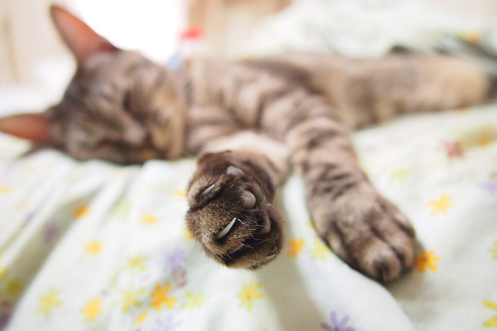 猫の爪