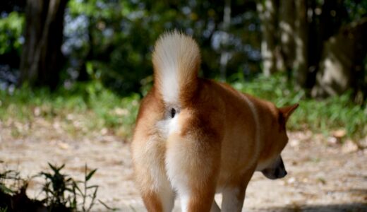 犬も痔になる？原因や治療方法、飼い主ができる対処方法について解説